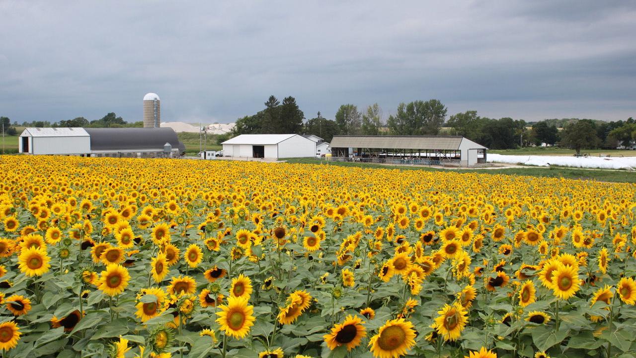 Sunflower growers increase acres in 2024